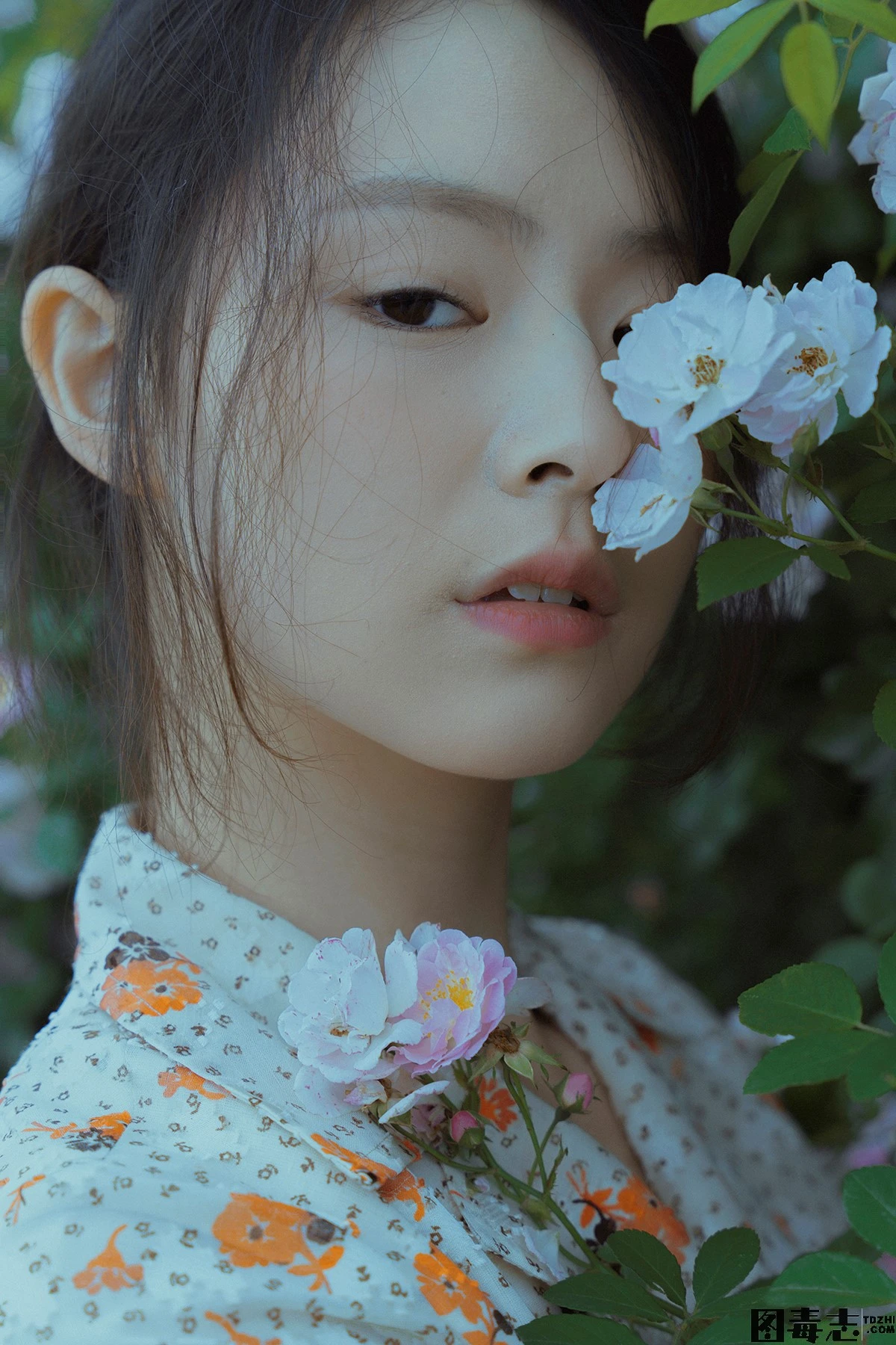 [77] 春风吹散了蔷薇