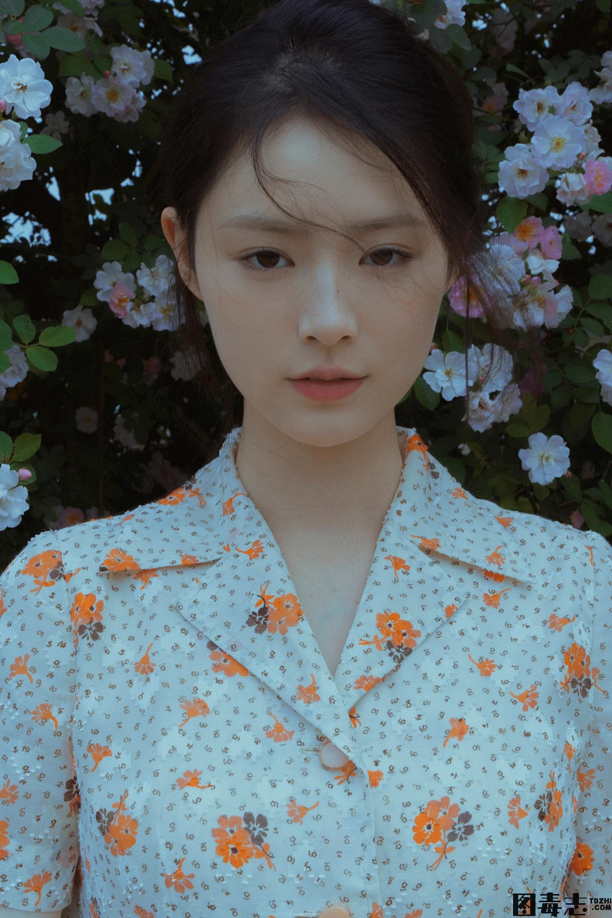 [77] 春风吹散了蔷薇