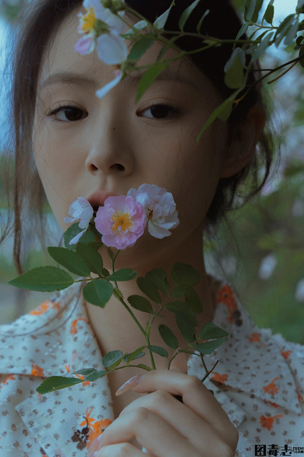 [77] 春风吹散了蔷薇