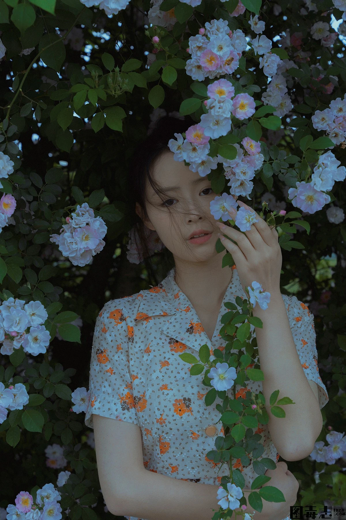 [77] 春风吹散了蔷薇