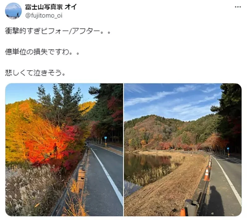 《富士山红叶砍光光》日本摄影师发文控诉 引发赞成与反对砍树派的激烈议论……