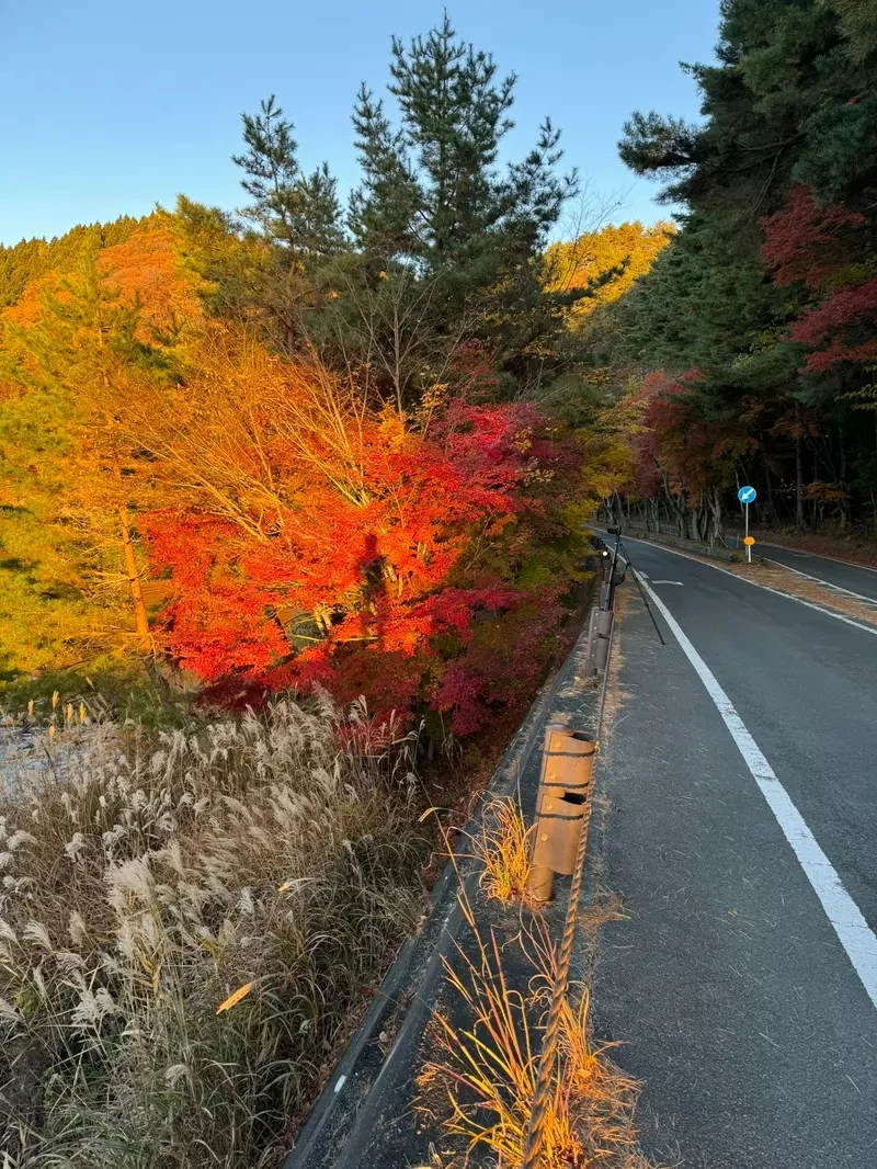 《富士山红叶砍光光》日本摄影师发文控诉 引发赞成与反对砍树派的激烈议论……