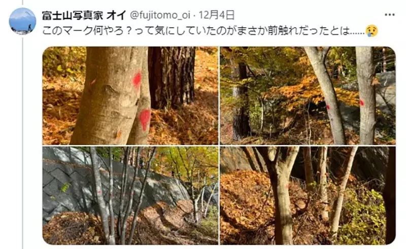 《富士山红叶砍光光》日本摄影师发文控诉 引发赞成与反对砍树派的激烈议论……