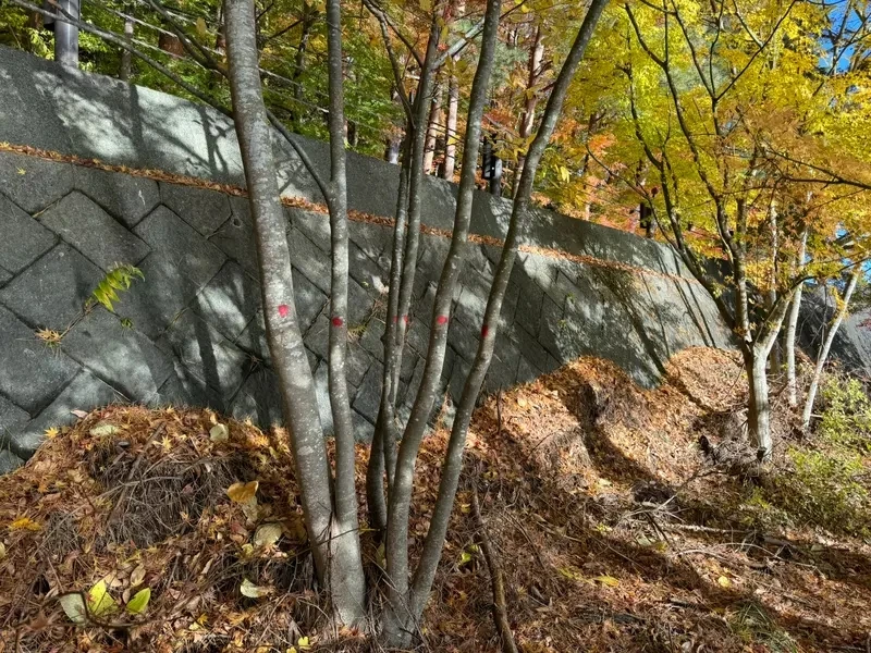 qZ6Wn6TJwqbIqKzMxZ2fl43Y1d4.webp_12_10_2024