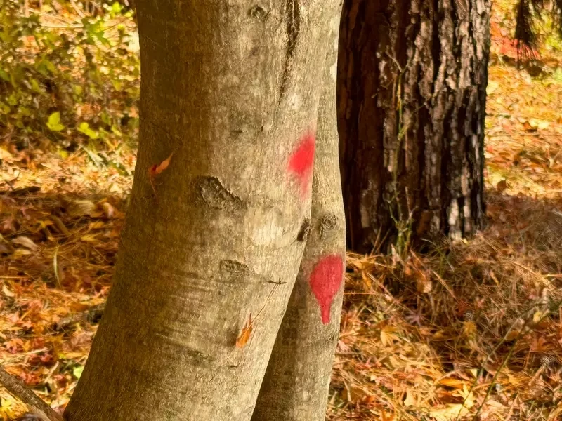 qZ6Wn6TJw9Oa3dWZlZ2flY3Y1d4.webp_12_10_2024