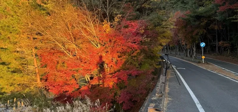 《富士山红叶砍光光》日本摄影师发文控诉 引发赞成与反对砍树派的激烈议论……