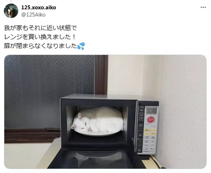 《猫咪VS微波炉》日本绘师呼吁大家要小心 养猫家庭都必须注意这东西暗藏的危险