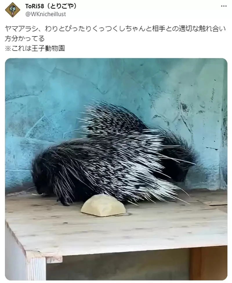《验证EVA的豪猪困境》怕刺伤想亲近又不能太亲近 但是现实的豪猪却并非如此?