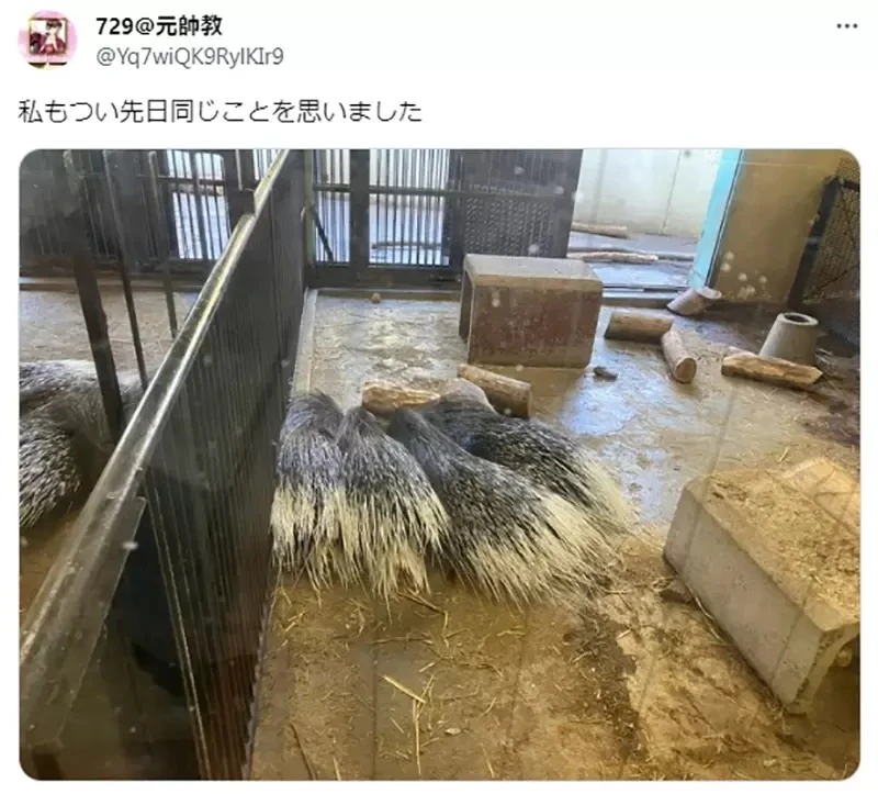 《验证EVA的豪猪困境》怕刺伤想亲近又不能太亲近 但是现实的豪猪却并非如此?